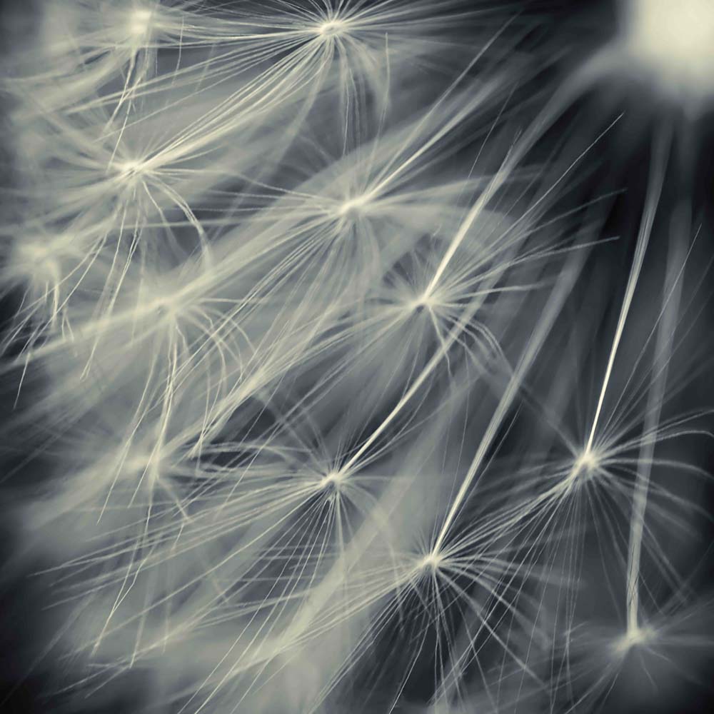 Search for Light Wall Mural