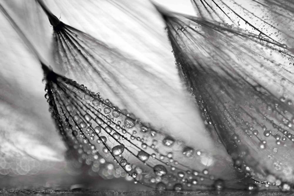Sweeping in the Rain Wall Mural