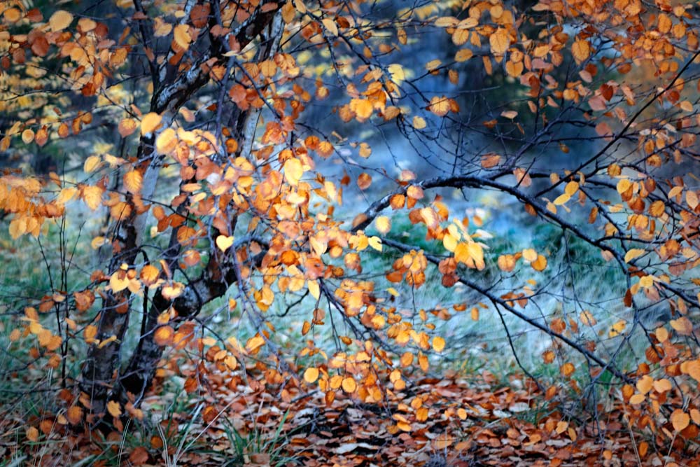 Yellow Heart Wall Mural