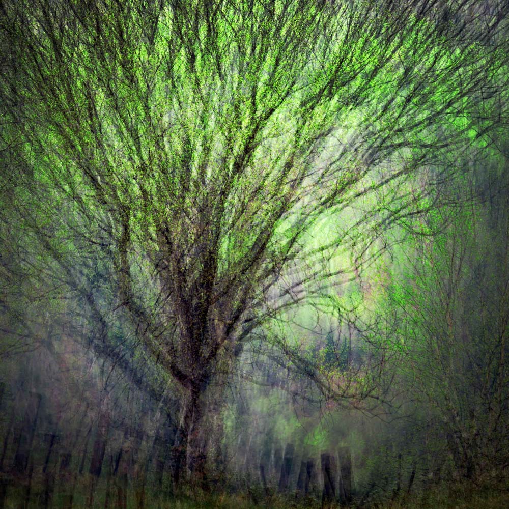 Spring Trees Wall Mural