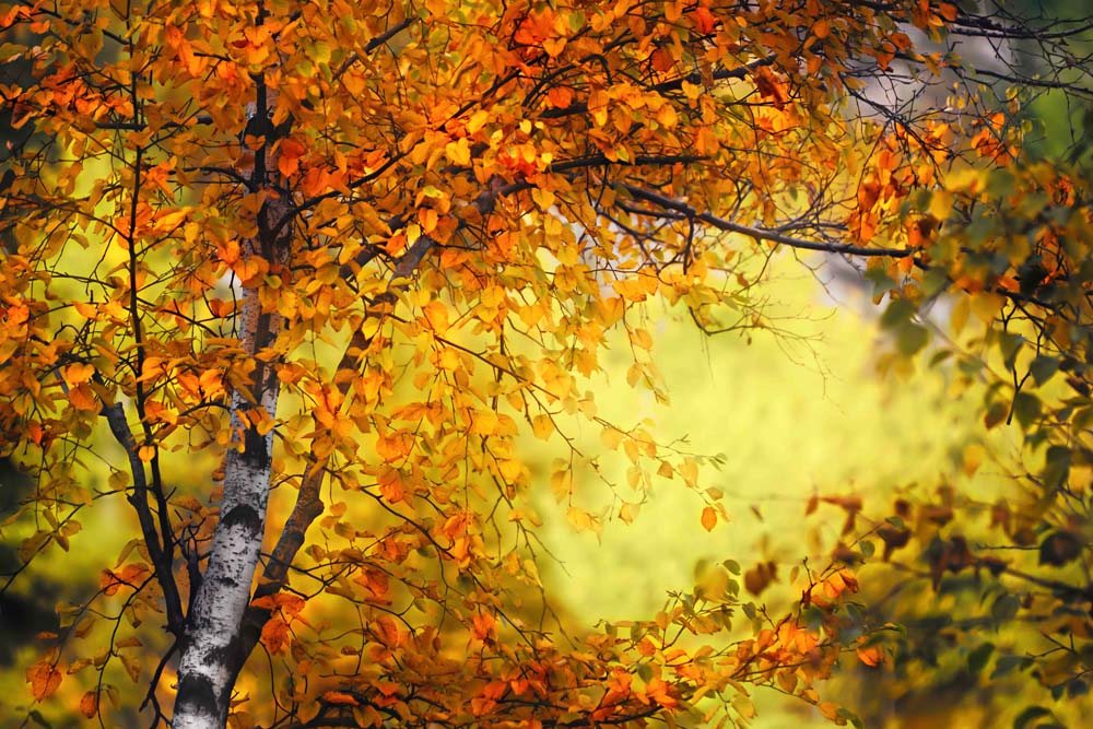 Fall Light 3 Wall Mural