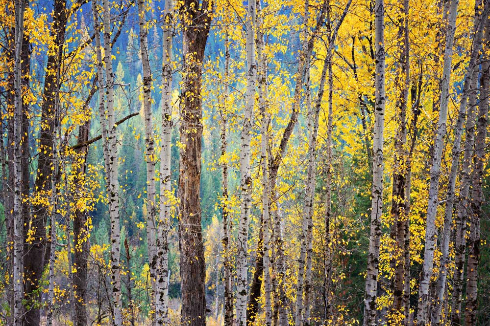 Kootenay Fall Wall Mural