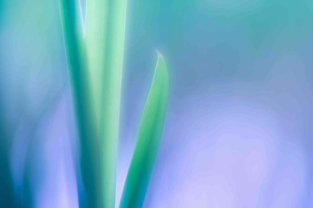 Lily Leaves Wall Mural