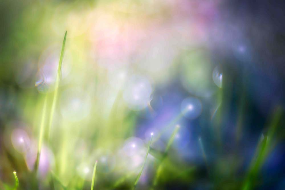 Colorful Dew Wall Mural