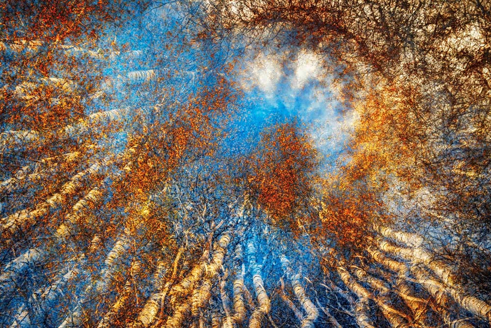 Autumn Riot Wall Mural