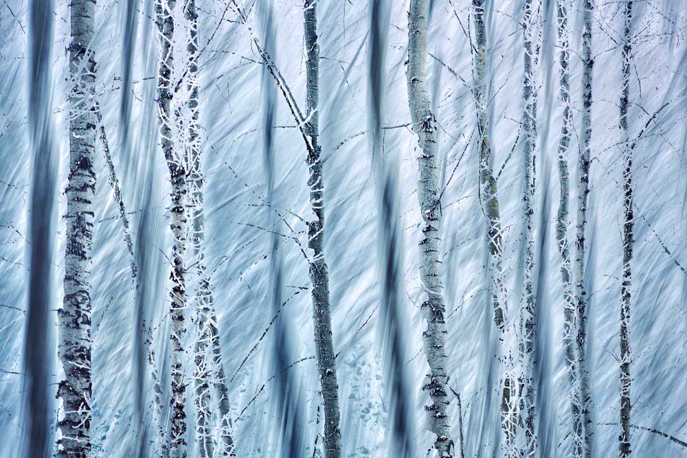 Winter Trees Wall Mural