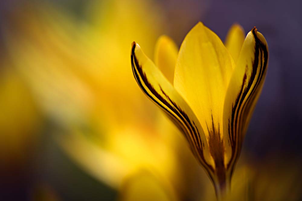 Yellow Crocus Wall Mural