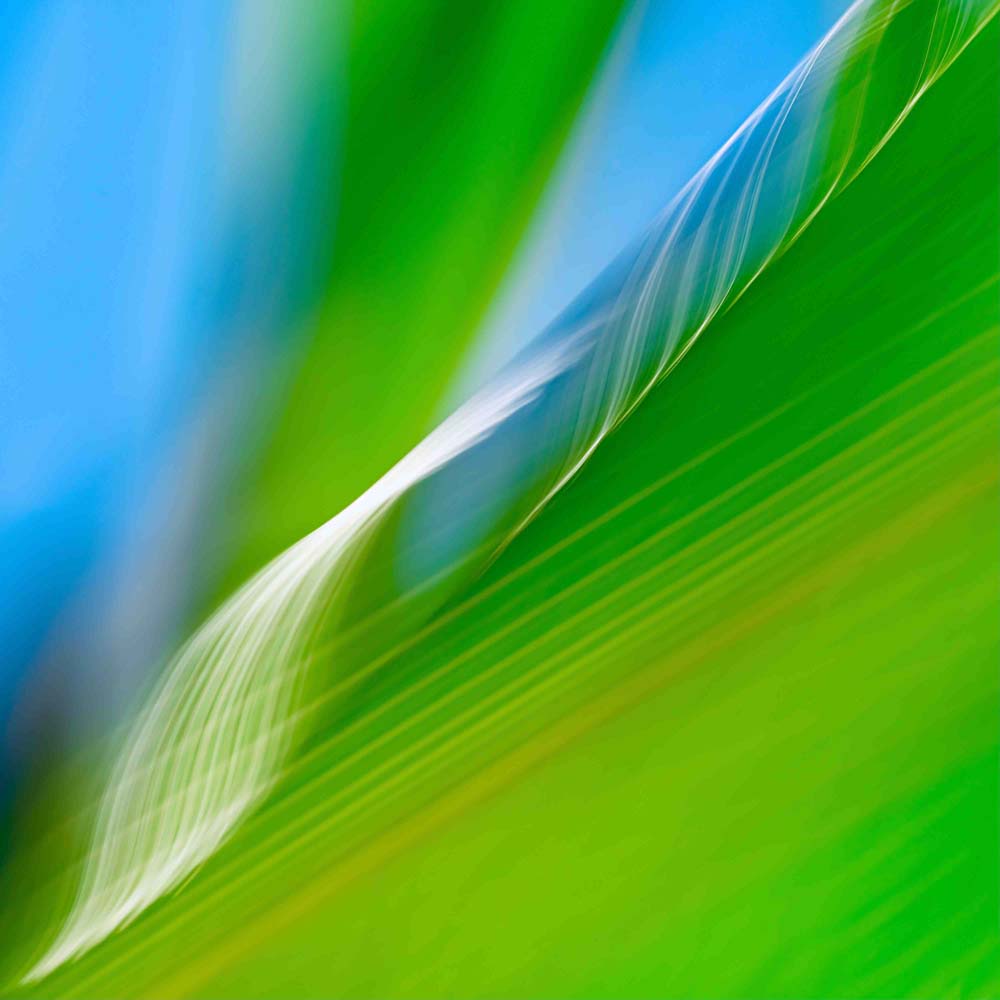 Corn Leaves Wall Mural