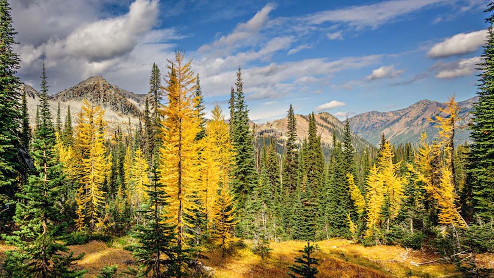 Larches and Fir Wall Mural