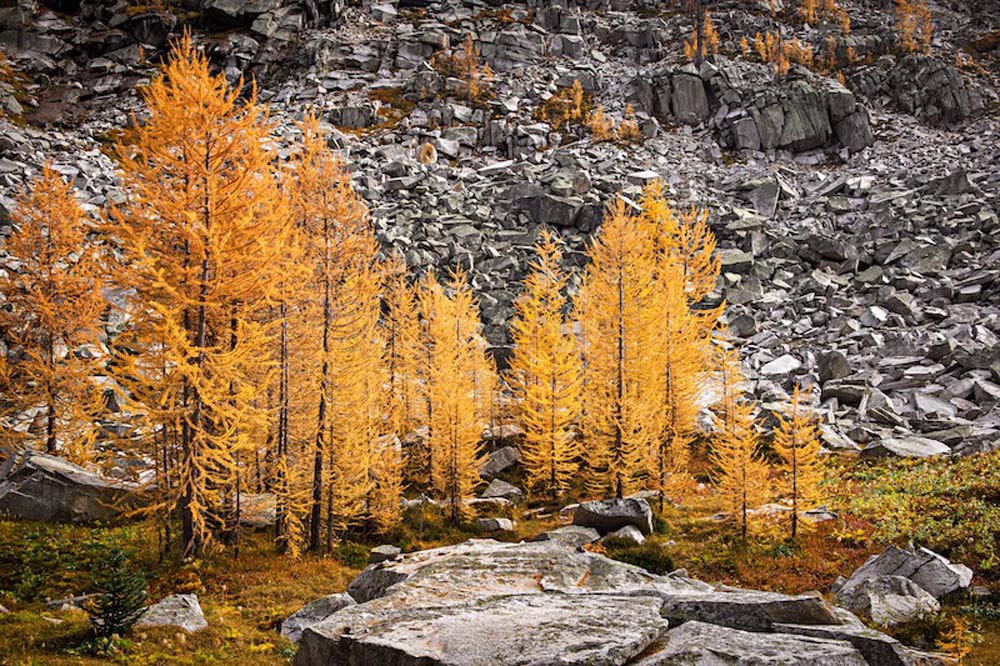 Larches and Rocks 1 Wall Mural