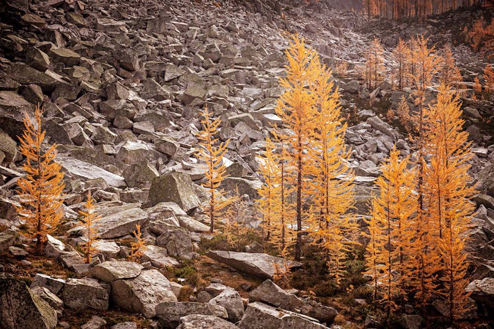 Larches and Rocks 2 Wall Mural
