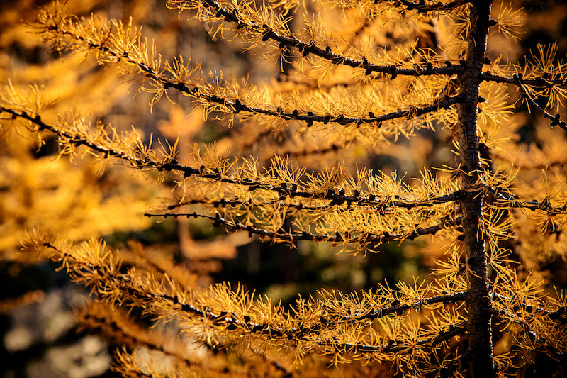 Mountain Larch in Fall Wall Mural