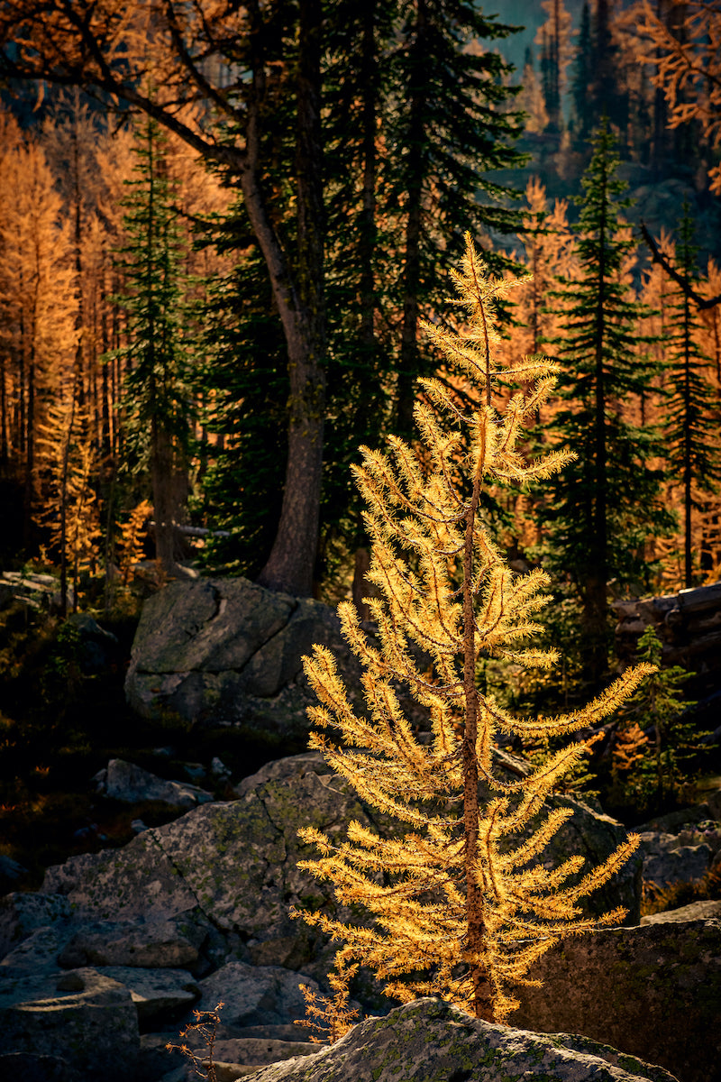 Young Mountain Larch 1 Wall Mural