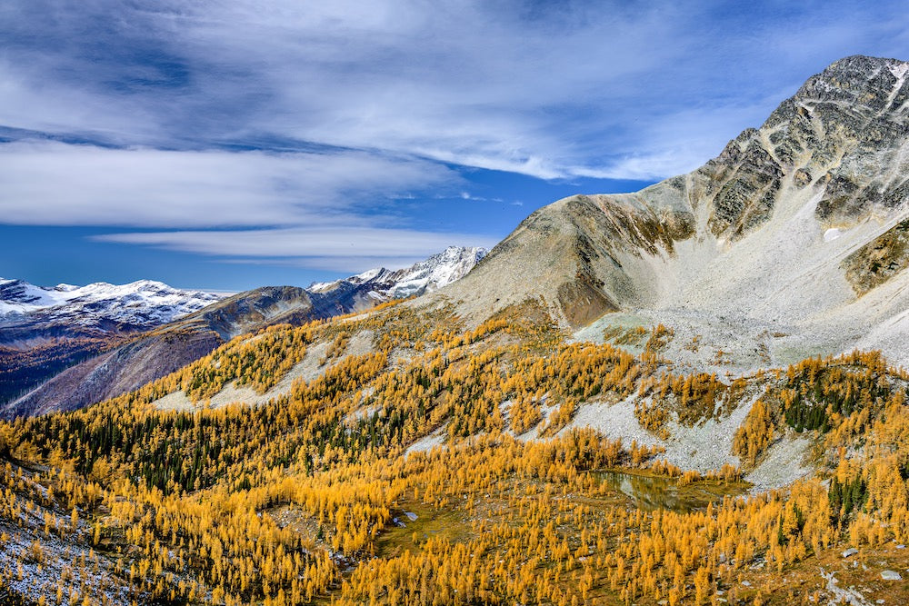 Golden Basin Wall Mural