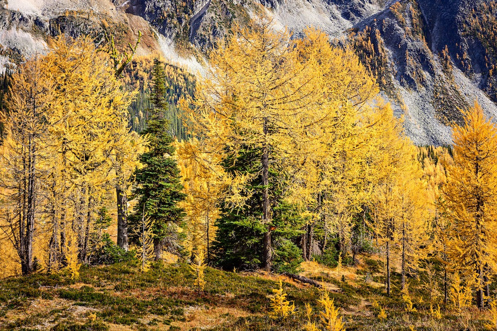 Larches and Fir Trees Wall Mural