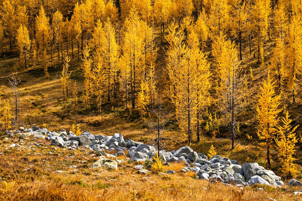 Pure Gold Wall Mural