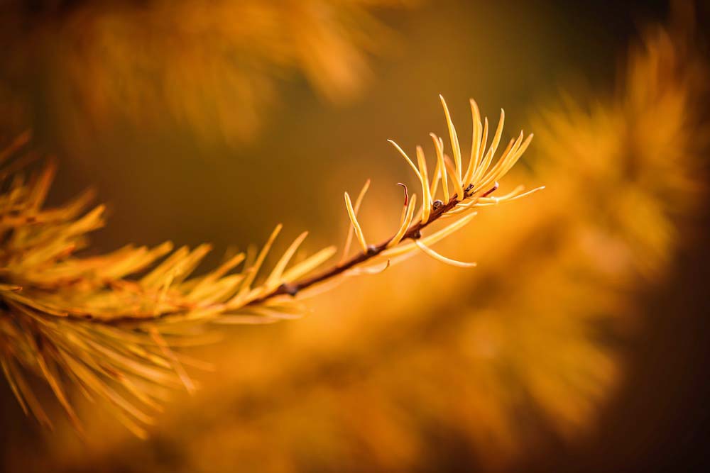 Kootenay Gold Wall Mural