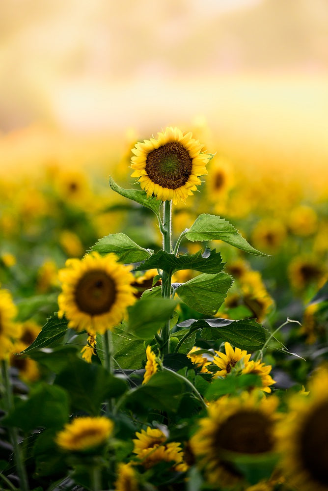 Lone Flower Wall Mural