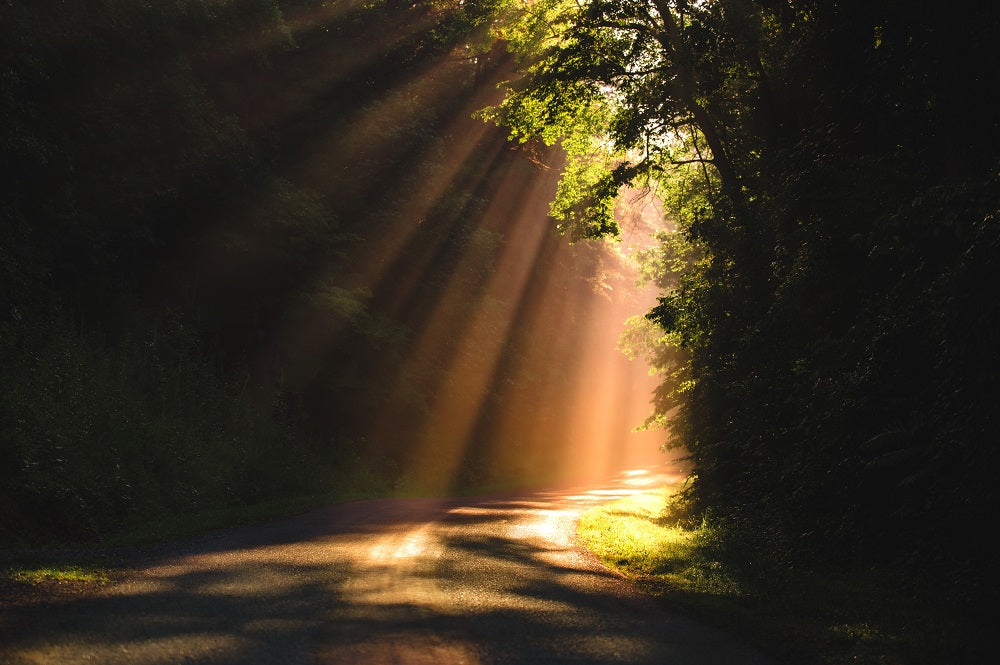 Morning Rays Wall Mural