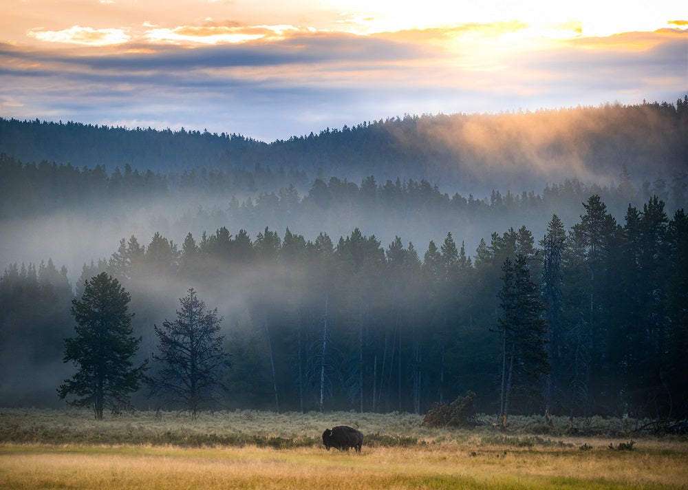 Yellowstone at Dawn Wall Mural