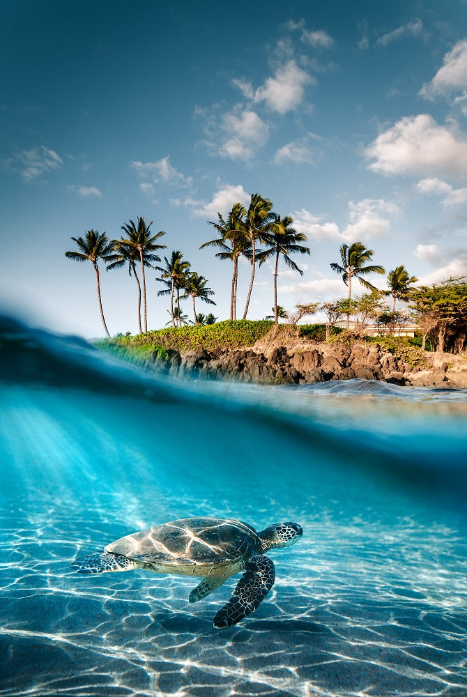 Land and Sea Wall Mural