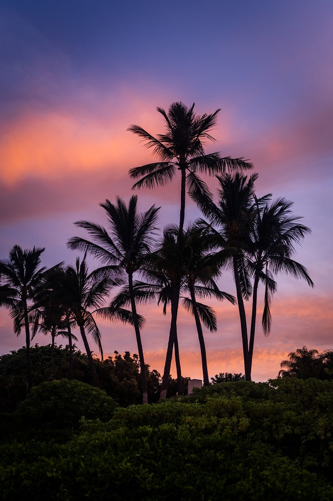 Sunrise Palms Wall Mural