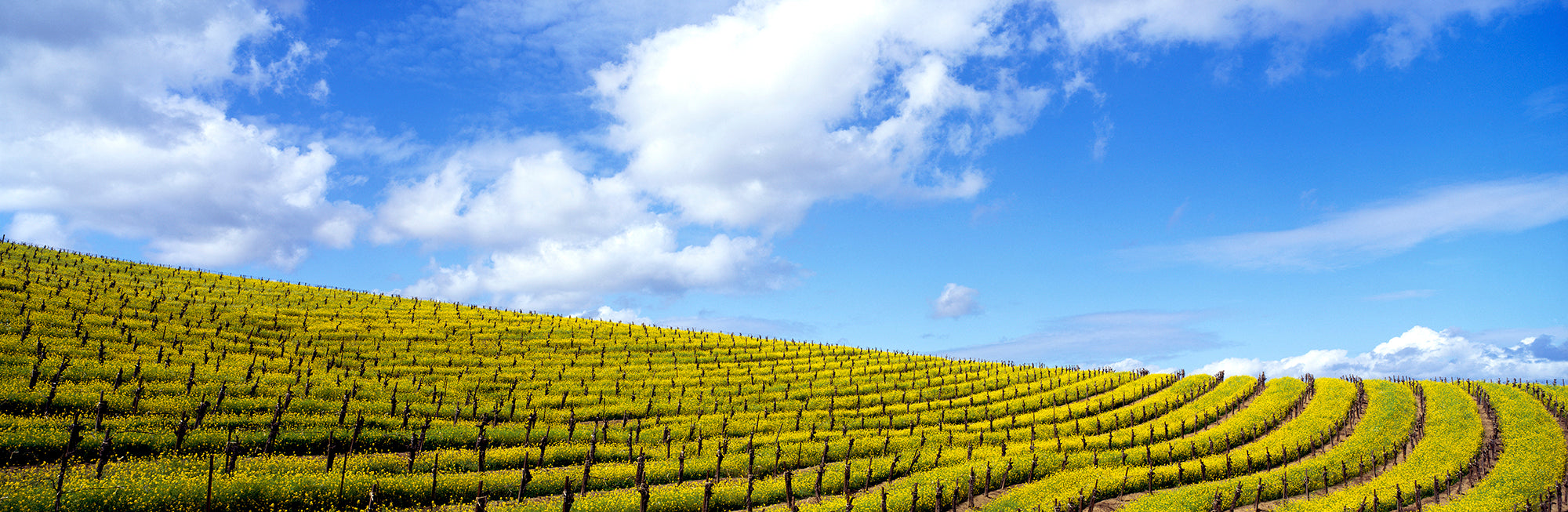 Mustard Fields, Napa Valley, California, USA Wall Mural