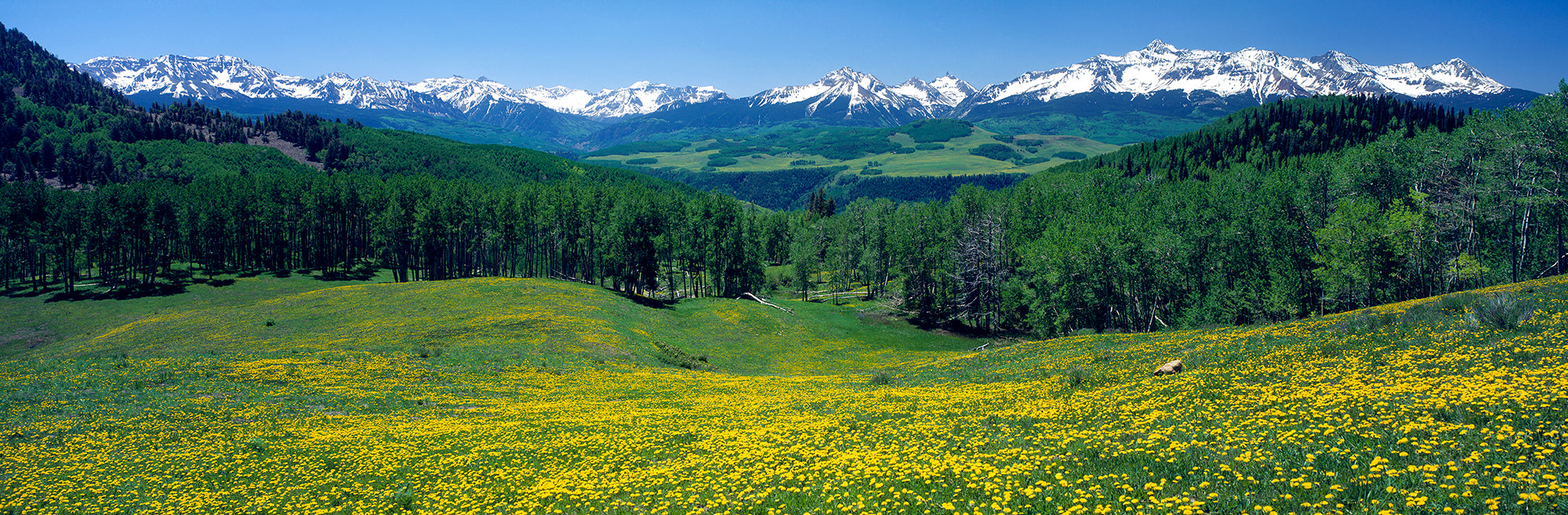 San Miguel Mountains In Spring, Colorado, USA Wall Mural