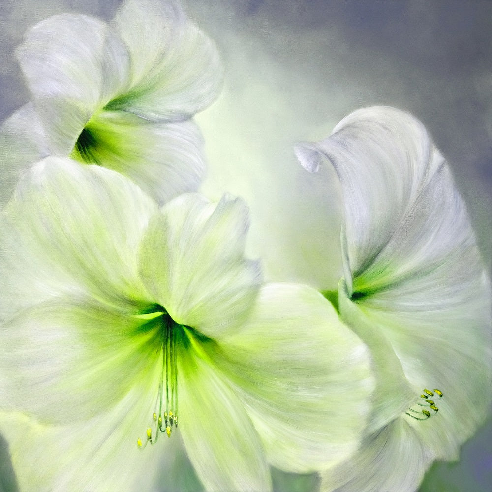 White Amaryllis With a Green Heart