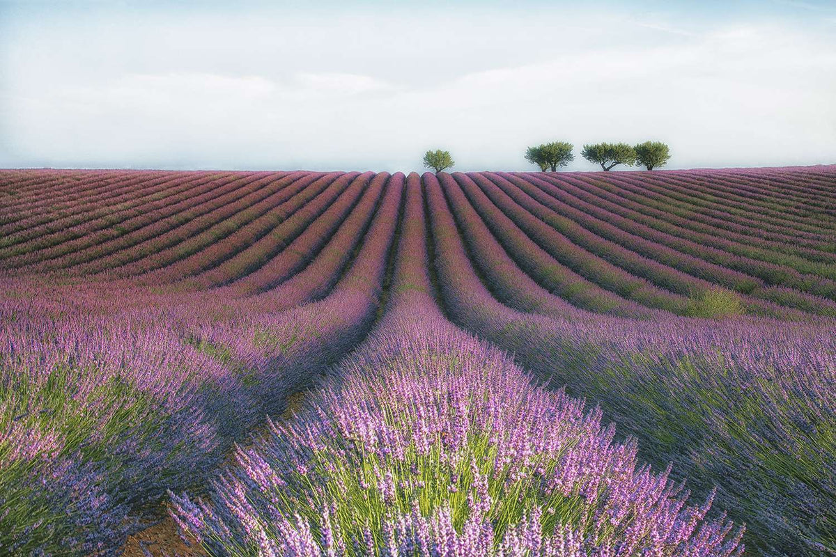 Lavender Flower Field Wall Mural