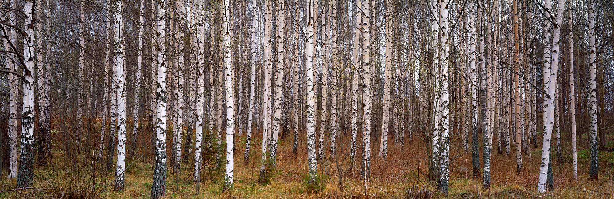 Silver Birch Trees In A Forest, Narke, Sweden Wall Mural