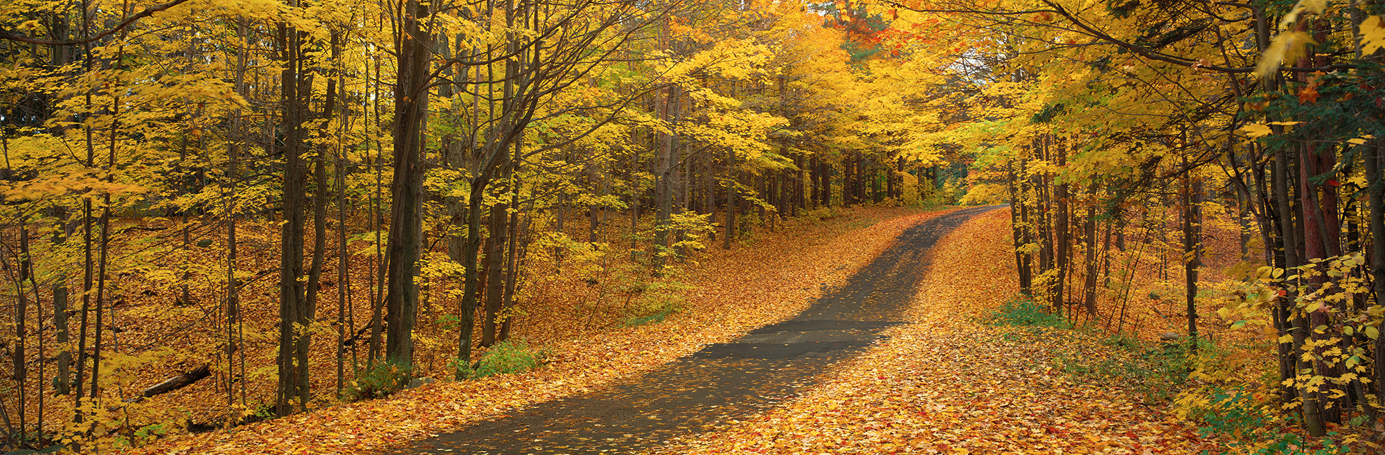 Autumn Road, Emery Park, New York State, USA Wall Mural