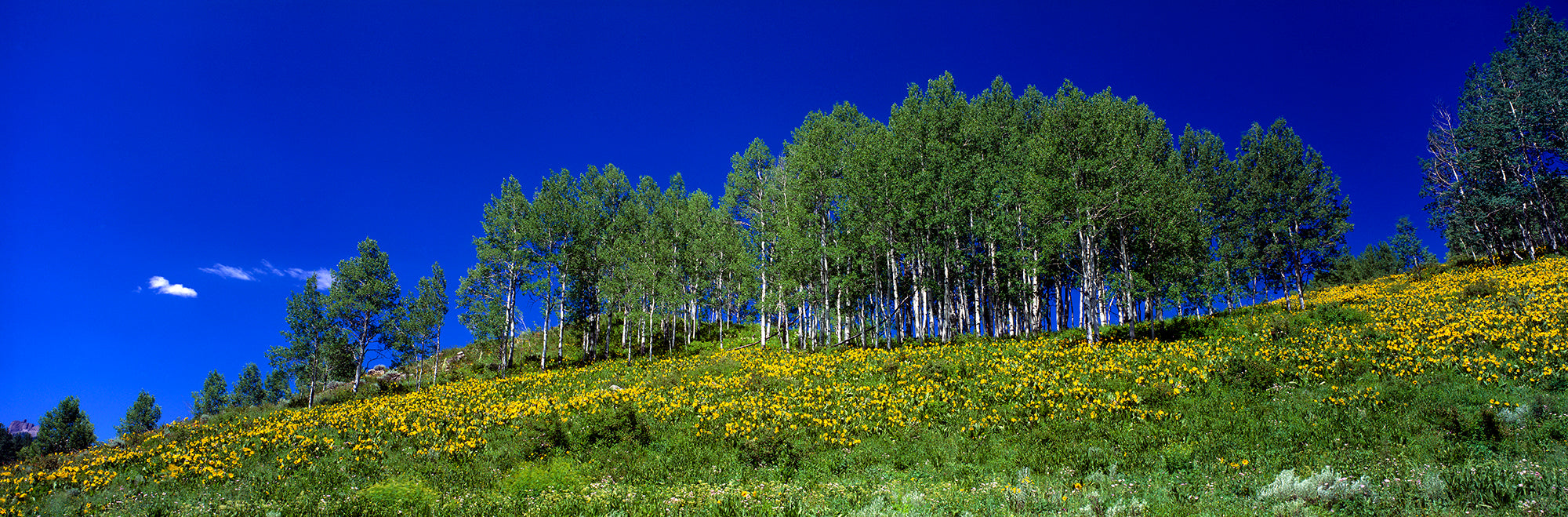 USA, Colorado, Aspen Wall Mural