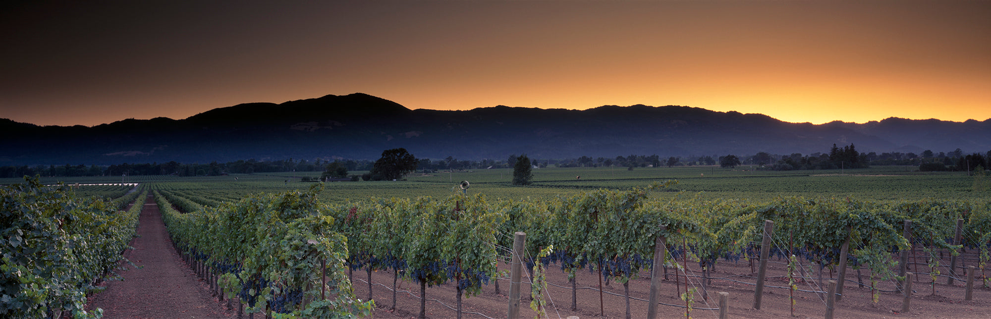 Vineyards On A Landscape, Napa Valley, California, USA Wall Mural