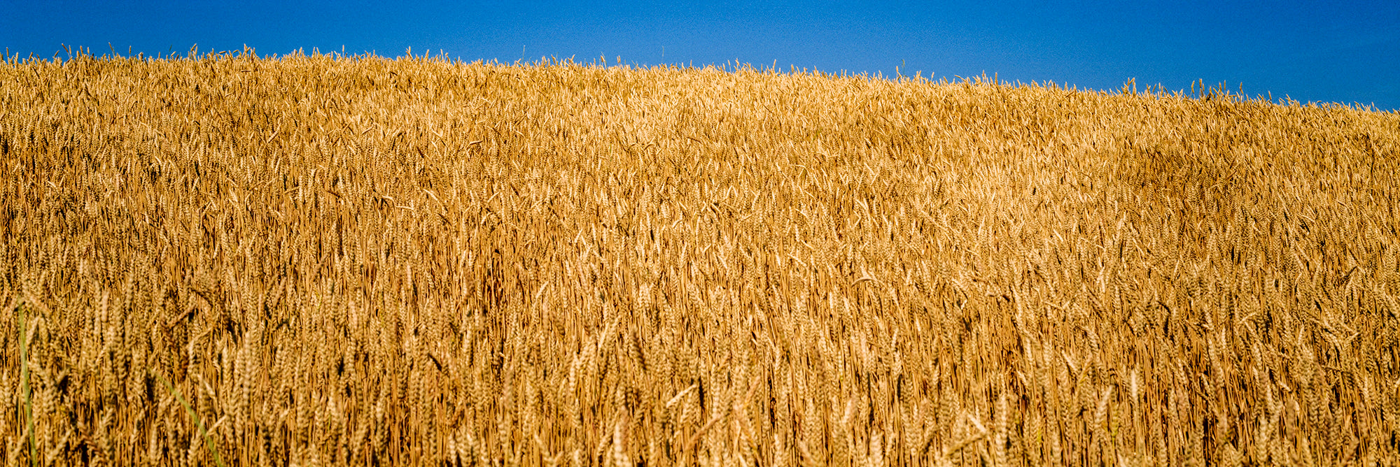 Wheat Crop In A Field, Sheboygan, Wisconsin, USA Wall Mural