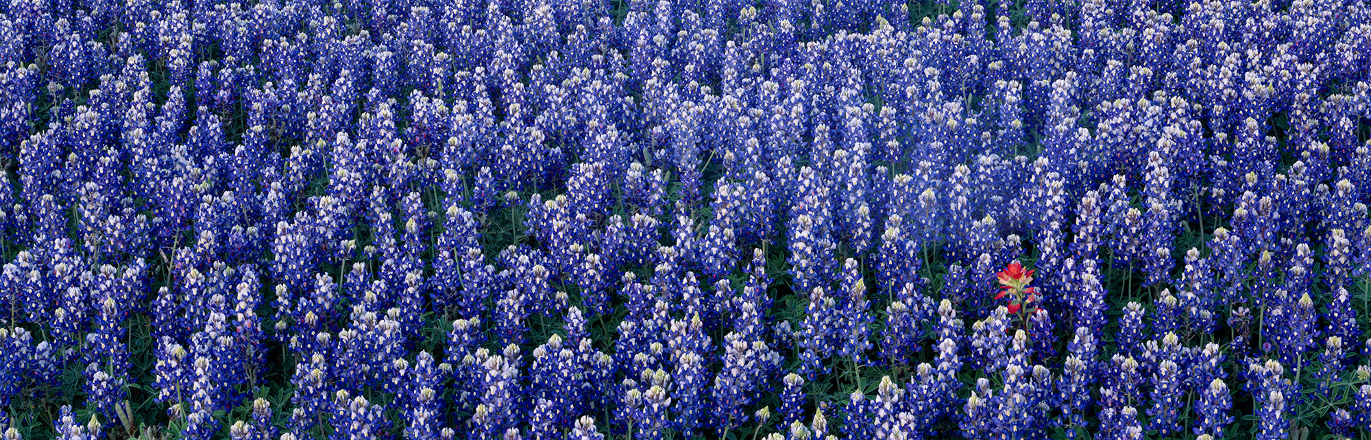 Bluebonnet Flowers In A Field, Hill County, Texas, USA Wall Mural
