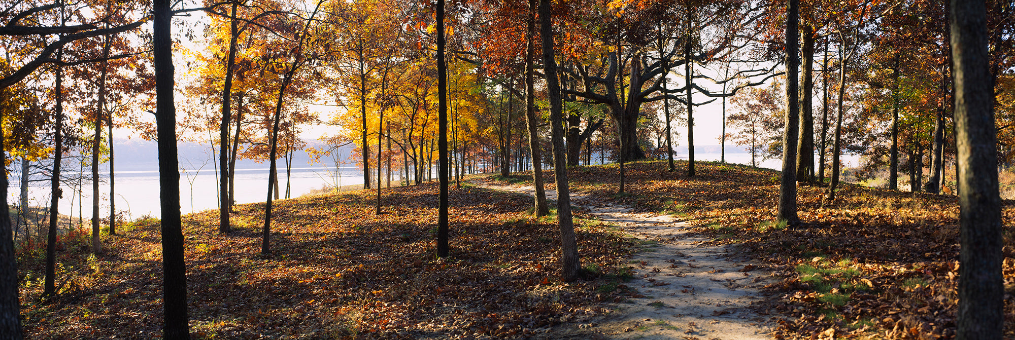 Trees In A Forest, Sleeping Bear Dunes National Lakeshore, Michigan, USA Wall Mural