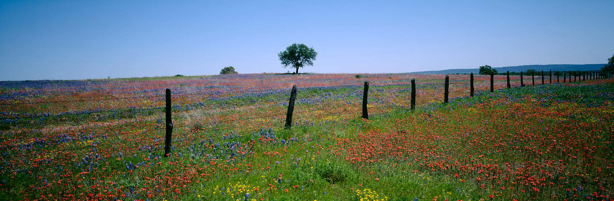 Wildflowers In A Field, Texas, USA Wall Mural