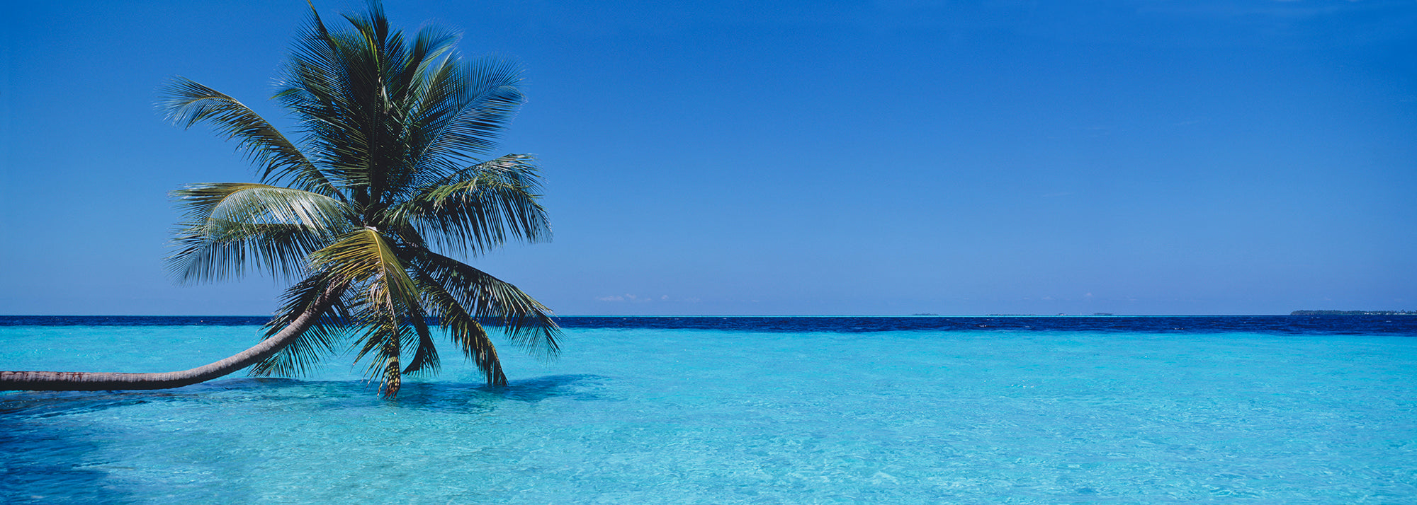 Palm Tree In The Sea, Maldives Wall Mural