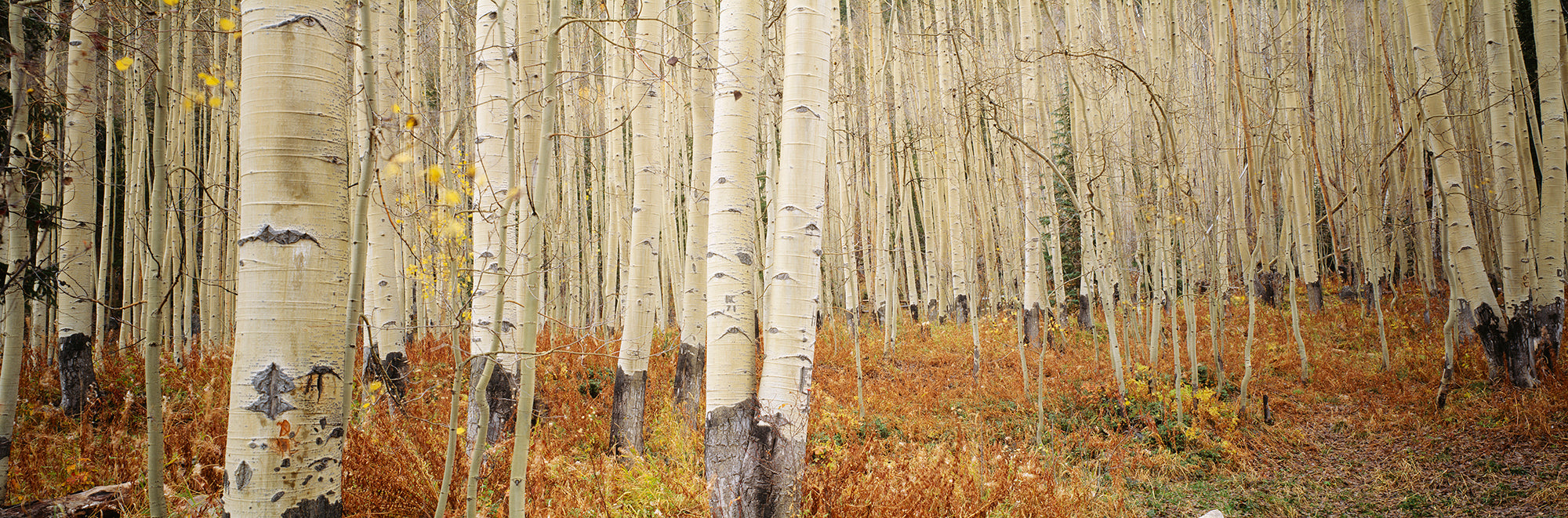 Aspen Trees In The Forest, Aspen, Colorado, USA Wall Mural