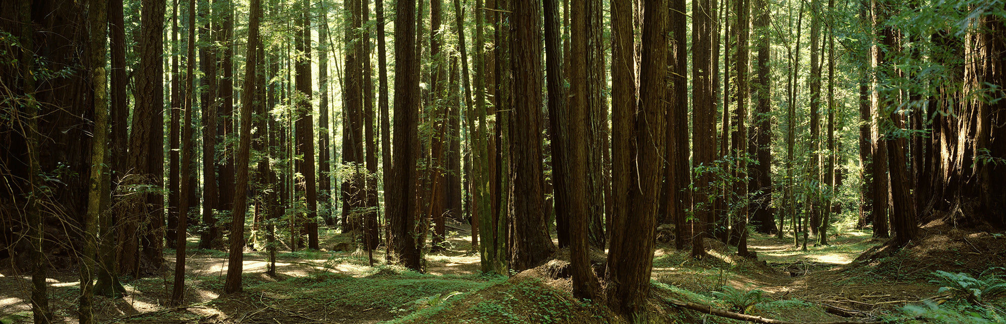 Redwood Trees Armstrong Redwoods St Reserve Russian River Valley CA USA Wall Mural
