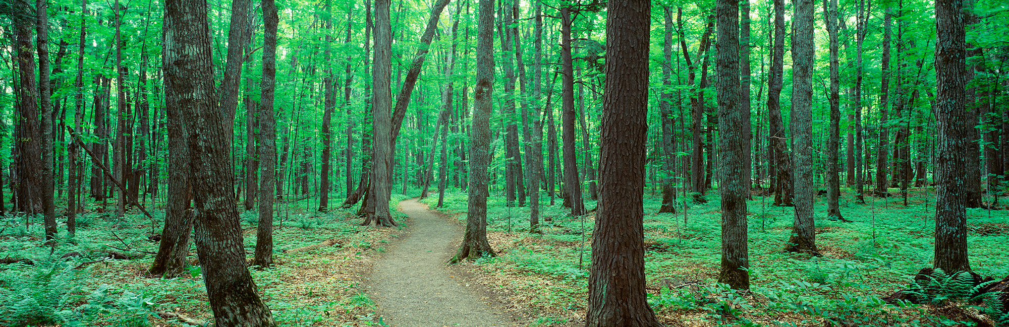 USA, Michigan, Black River National Forest, Walkway Running Through A Forest Wall Mural