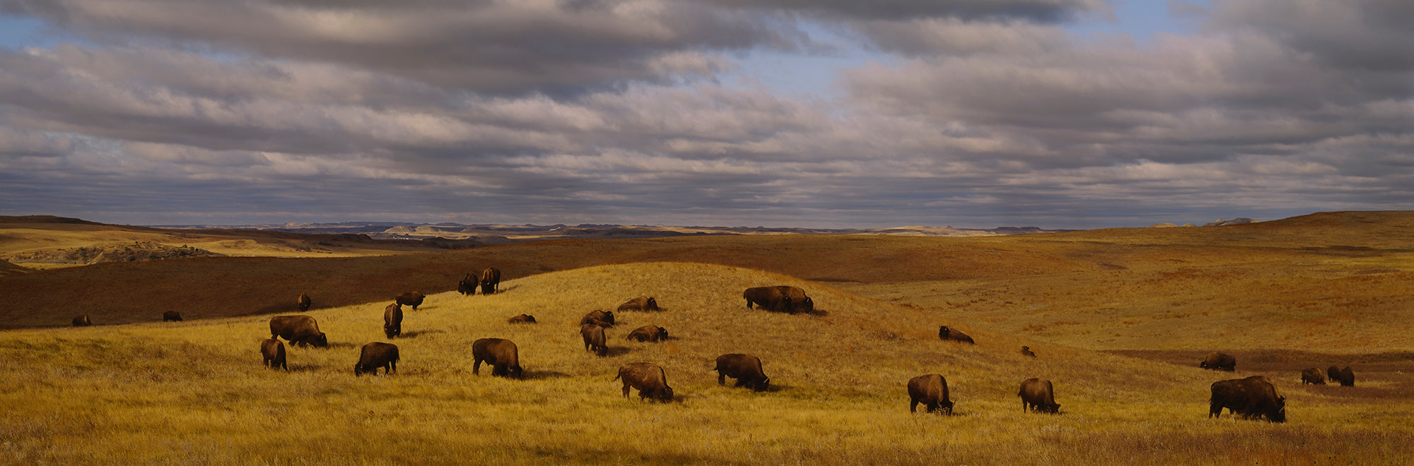 High Angle View Of Buffaloes Grazing On A Landscape, North Dakota, USA Wall Mural