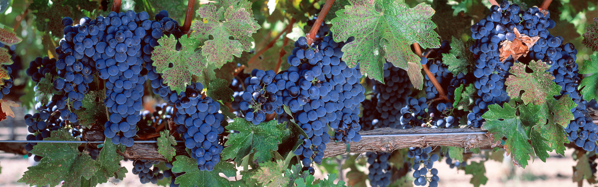 USA, California, Napa Valley, Grapes Wall Mural