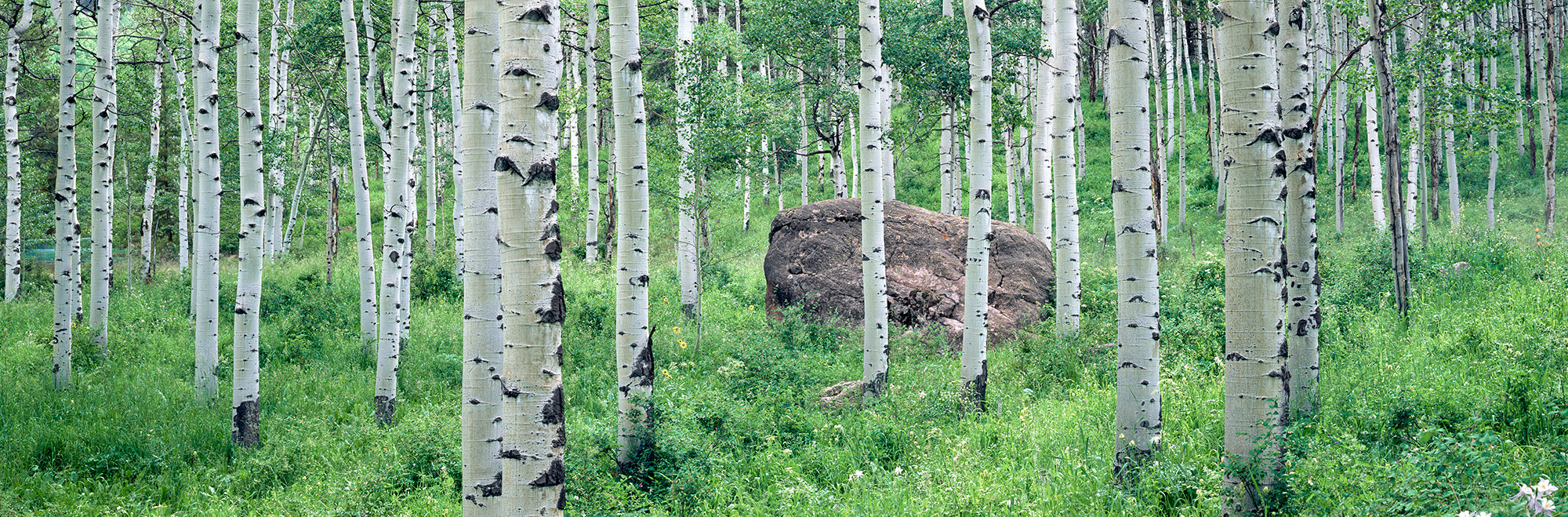 American Aspen Trees In The Forest, White River National Forest, Colorado, USA Wall Mural