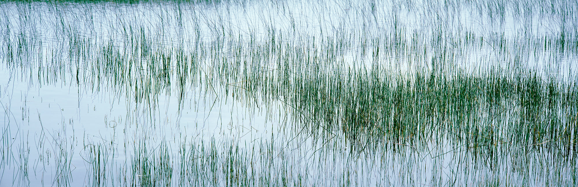 Reed Filled Pond, Isle Of Mull, Scotland, United Kingdom Wall Mural