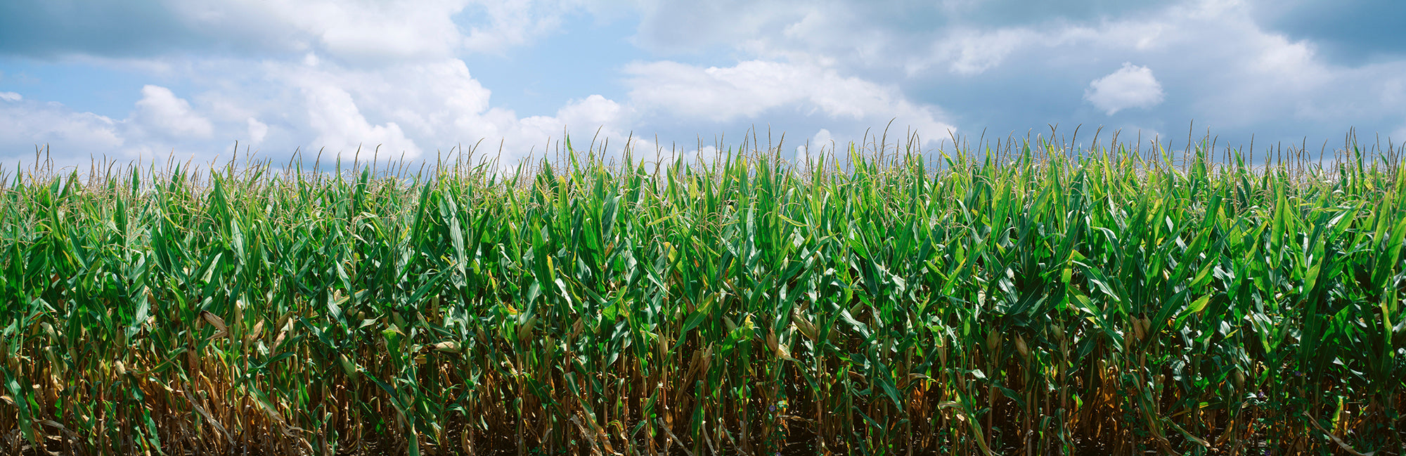 Clouds Over A Corn Field, Christian County, Illinois, USA Wall Mural