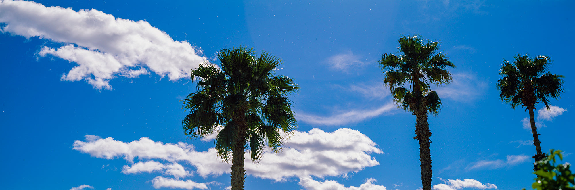 Low Angle View Of Palm Trees Wall Mural