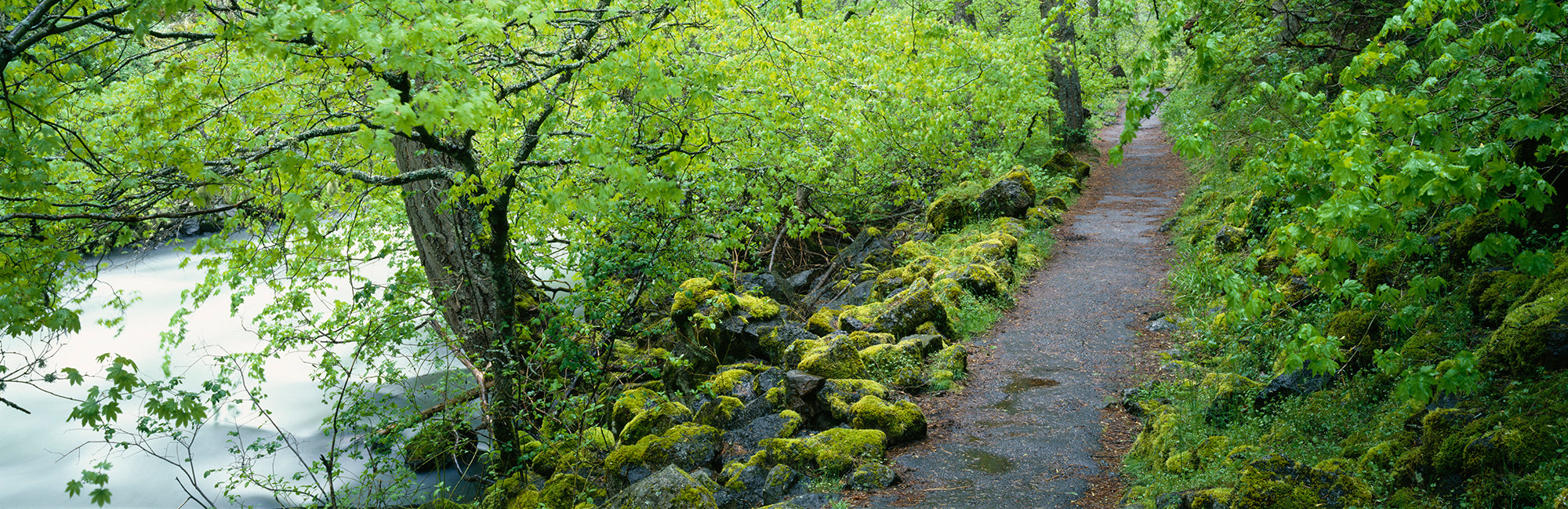 Path Along A River In The Forest, Burney Creek, Mcarthur-Burney Falls Memorial State Park, California, USA Wall Mural
