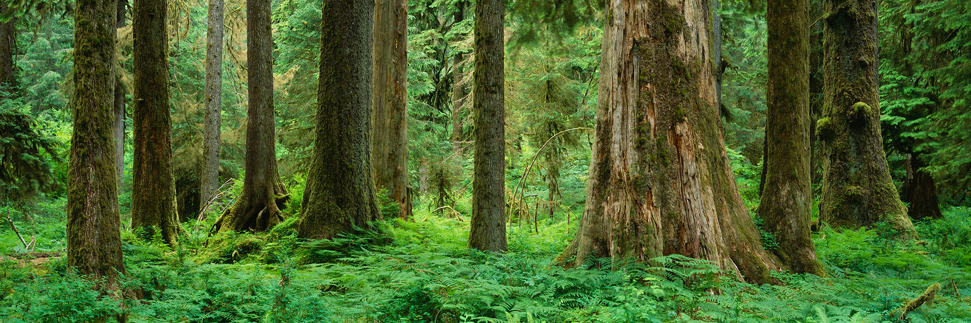 Trees In A Rainforest, Hoh Rainforest, Olympic National Park, Washington State, USA Wall Mural